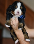 m blue 3 weeks 1