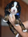 m blue 3 weeks 2
