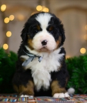 4 weeks 