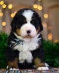 4 weeks 1