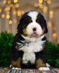 4 weeks 2