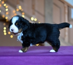 4 weeks 6