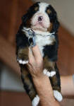 m gray 3 weeks