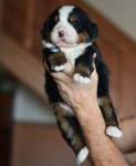 m gray 3 weeks 
