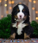 4 weeks 1