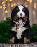 4 weeks 2