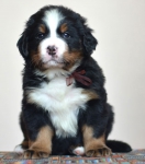 5 weeks