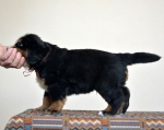 5 weeks 