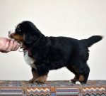5 weeks 2