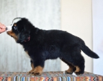 8 weeks 1
