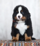 8 weeks 3