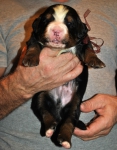 m brown 2 weeks