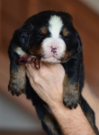 m brown 3 weeks