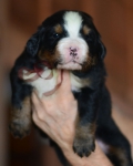 m brown 3 weeks 