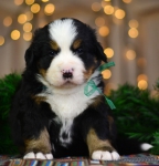 4 weeks 3