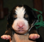 m green 1 week