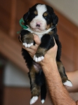 m green 3 weeks