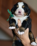 m green 3 weeks 