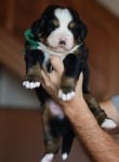 m green 3 weeks 1