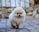 7 weeks