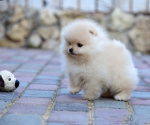 7 weeks 