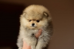 7 weeks 