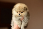 7 weeks 1