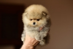 7 weeks 2