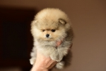 7 weeks 3