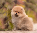 8 weeks 2