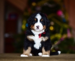 5 weeks