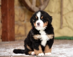 6weeks