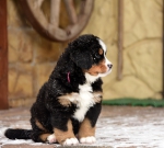 6weeks 