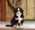 6weeks 1