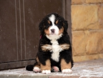 6weeks 2