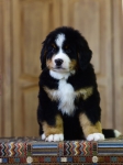 8 weeks 1