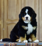 8 weeks 4