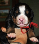 boy red 10 days