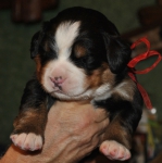 m red 15 days