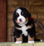 m red 5 weeks1