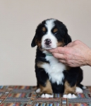 5 weeks 2
