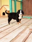 10 weeks