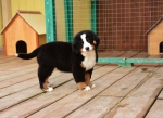 10 weeks 1
