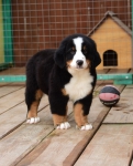 10 weeks 11