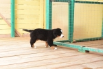 10 weeks 12