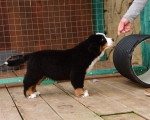 10 weeks 4