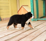 10 weeks 7