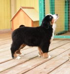 10 weeks 9