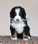 5 weeks