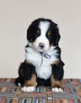 5 weeks 